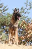 MALINOIS 138